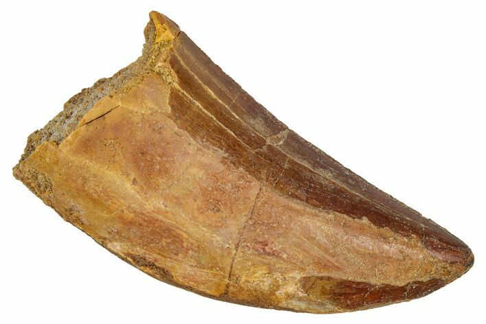 Serrated, Carcharodontosaurus Tooth - Real Dinosaur Tooth #341295